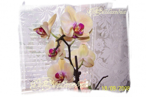 storczyk #orchidea #RoślinyPokojowe #dom