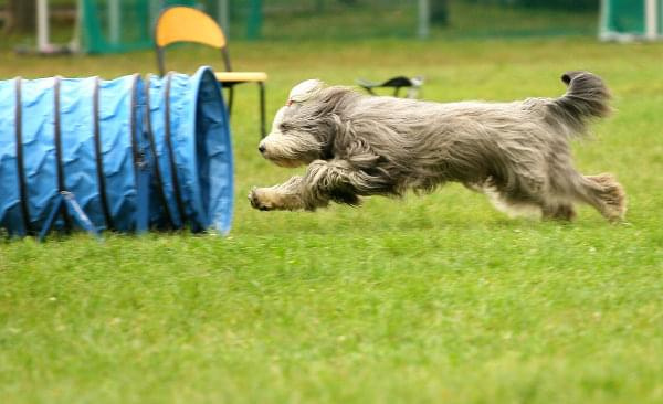 agility, kozienice, psy #agility #kozienice #psy