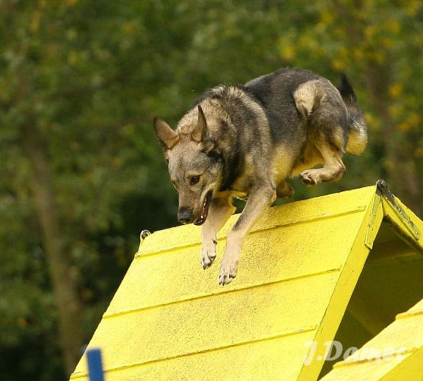 Agility, Psy #agility #psy