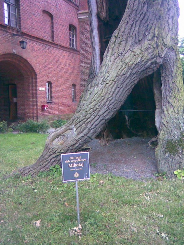 Frombork - pomnik przyrody "Dąb Mikołaj"