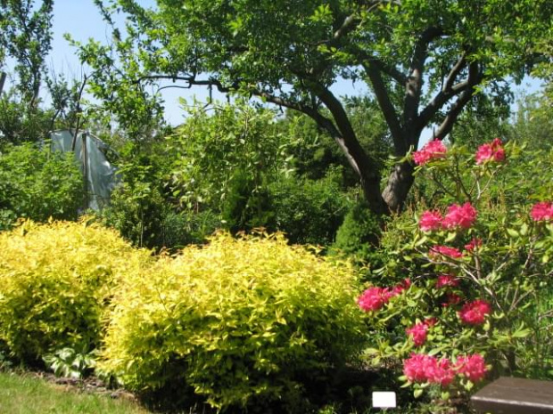 Rhododendron i Tawułki #działka #ogródek #kwiaty
