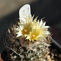 Turbinicarpus flaviflorus