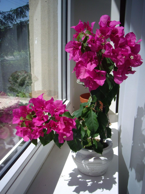 bougainvillea