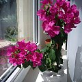 bougainvillea