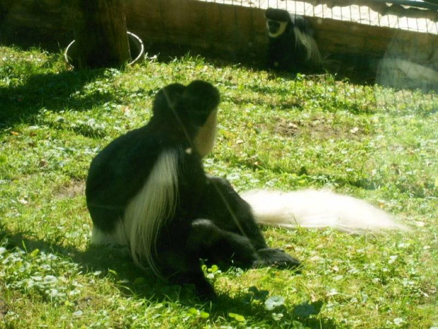 Moje ulubione małpy- gerezy abisyńskie #zwierzęta