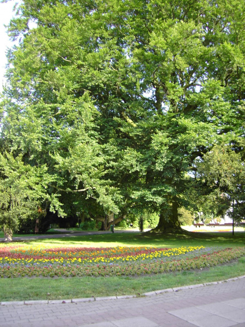 #park #zieleń