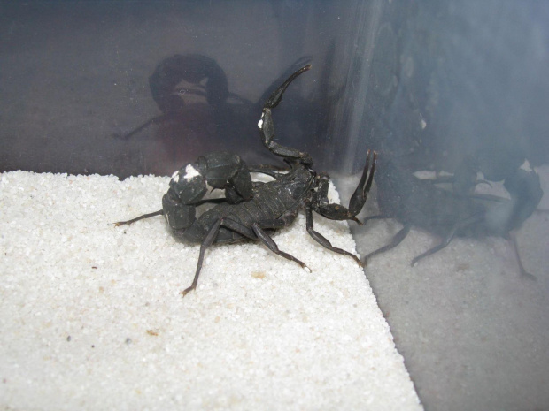 Androctonus mauretanicus