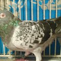 PL-092-06-13306
50%MEULEMANS
HANDEREK X SZARANEK