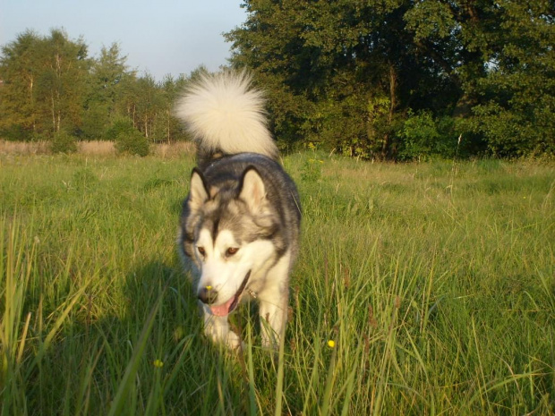 masza #MaszaZHowerli #psy #AlaskanMalamute