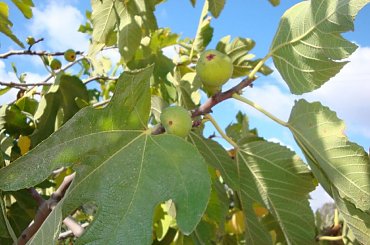 Figowiec na Cyprze. #drzewo #liście #figa #owoc