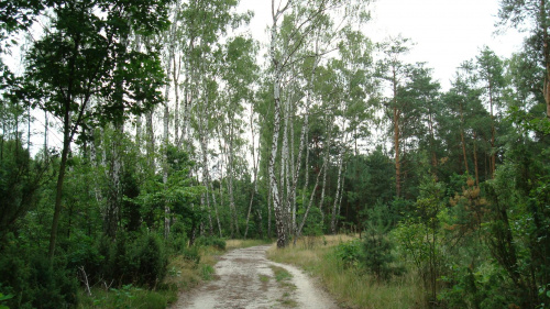 Kampinoski Park Narodowy #KampinoskiParkNarodowy #las #drzewa