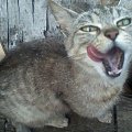 moja pusia ;*