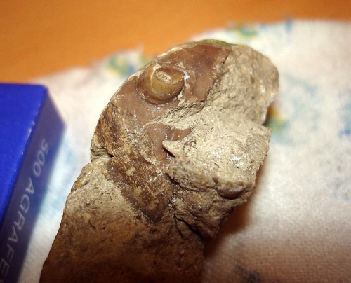 Część policzka i oko ; jest to trylobit z rodziny Asaphidae , być może jakiś
Asaphus sp. Długość okazu - 2,5 cm . Wiek : górny kambr – górny ordowik ( Asaphidae ) . Data znalezienia : 2004 . Wszystkie okazy ( 3a , 3b , 3c ) pochodzą z tej samej s...