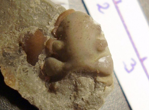 Glabella trylobita Calymene sp. Długość okazu - 1,1 cm . Wiek : dolny sylur – środkowy dewon . Data znalezienia : 2003 .