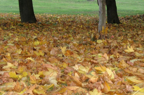 jesienny dywanik