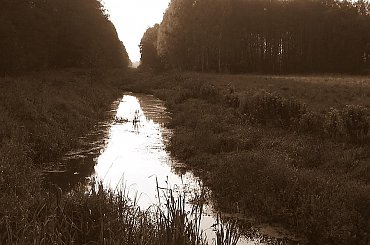 kanał Łasica ku cłońcu #Puszcza #jesień