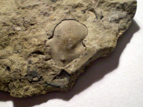 Fragment trylobita , wygląda na część glabelli . Długość okazu - 1,4 cm . Wiek - ? Data znalezienia : 2001 .