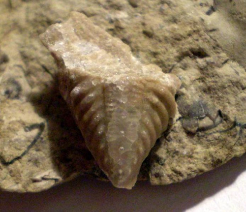 Pygidium trylobita z rodzaju Encrinurus sp. Długość okazu - 1 cm . Wiek: dolny ordowik – górny dewon . Data znalezienia : 2004 .