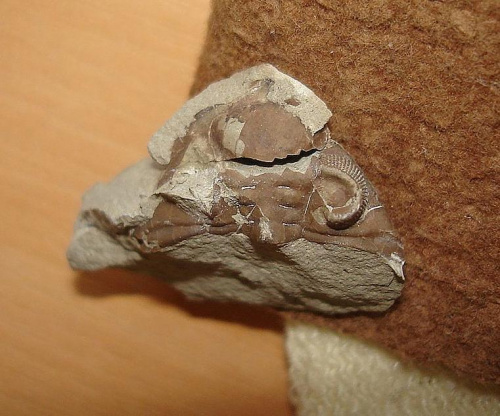 Górna część trylobita Dalmanites sp. Długość okazu - 2,2 cm . Wiek : sylur - dolny dewon . Data znalezienia : 2004 . Wszystkie 3 okazy ( 19a , 19b , 19c ) zostały znalezione w jednej skale .