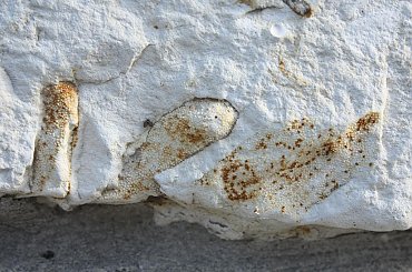 Skamieniałości widoczne w murze w centrum Wilkołaza. Takie muzeum za darmo w plenerze :) #Wilkołaz #skamieniałości