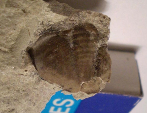Pygidium trylobita Asaphus sp. Długość - 1,5 cm . Wiek : dolny ordowik – środkowy ordowik . Data znalezienia : 2006 .