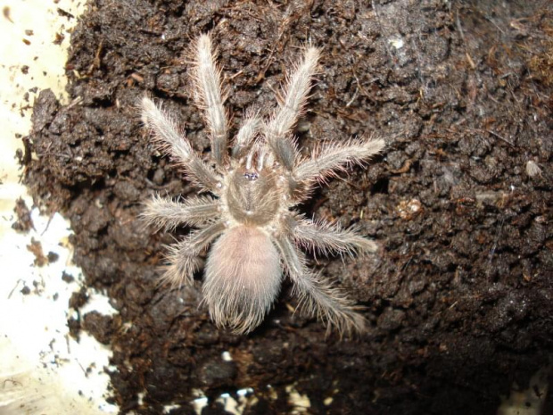 Phormictopus platus