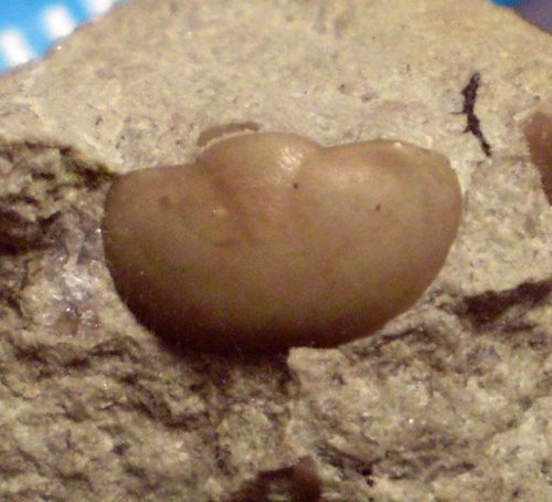 Pygidium trylobita Illaenus sp. Długość okazu - 0,9 cm . Wiek : ordowik ( arenig – aszgil ) . Data znalezienia : 2006 .