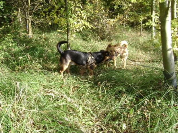 Kropek i Rudzia, Swindon, Groundwell, październik 2008