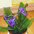 Streptocarpus hybridus / Skrętnik