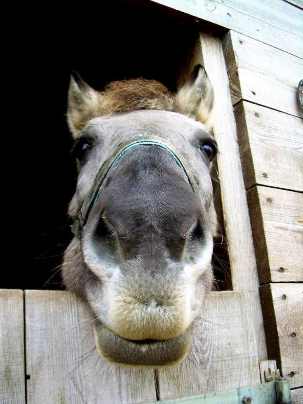 Nawara...następny całuśny koń:))