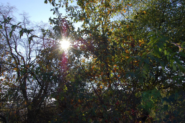 Pątnów Legnicki jesienią- 26.10.2008