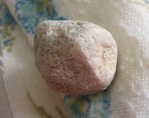 Koralowiec Rugosa . Długość okazu - 2,4 cm . Wiek : ordowik - perm . Data znalezienia : 2005 .