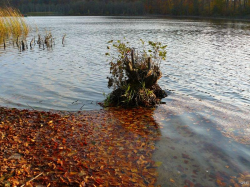 Kilka fotek z bukowego lasu nad jez. Otomińskim #jesień #jezioro #las #Otomino