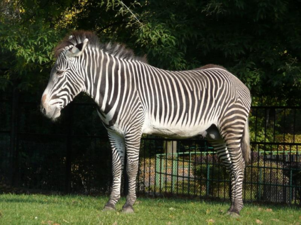 #zebra #zwierzęta #przyroda