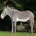 #zebra #zwierzęta #przyroda