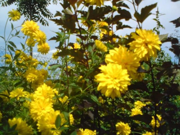 rudbekia naga