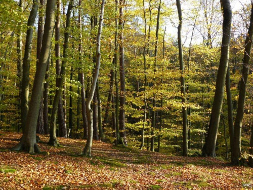 Troche jesiennych fotek z bukowego lasu nad jez. Otomińskim #jesień #las #jezioro #Otomin
