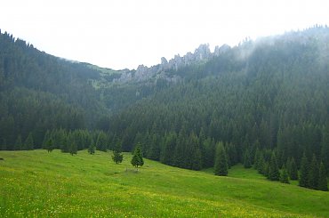 #DolinaChochołowska #góry #las #Tatry #Zakopane #lato