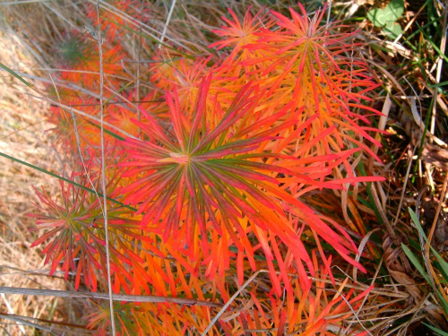 Cóż za piękne kolory ma natura jesienią szczególnie w połączeniu z funkcją macro! #barwa #barwy #jesien #jesień #kolor #kolory #lisc #liść #macro #natura #PaletaBarw #piękno #przyroda #tęcza #złoto #zółć #chwasty #uroda #kolorystyka