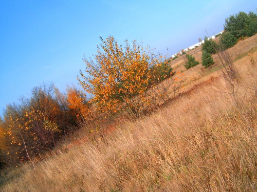 jesien na działce #barwy #brzozy #drzewa #jesień #kolory #las #liscie #natura #opad #piękno #przyroda #sosny #zółć #zółtość