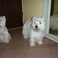 Gabi i Gypsy