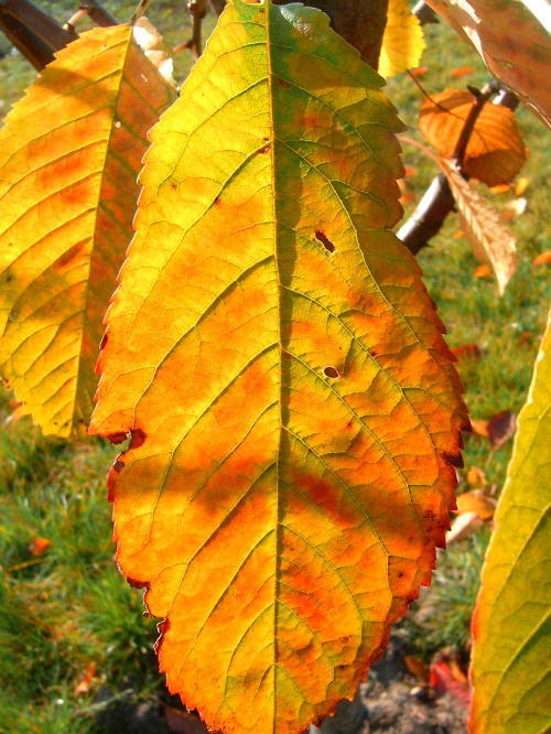 kolorowy liść gruszki #lisc #liść #zółć #kolor #złoto #barwa #barwy #kolory #jesien #jesień #piękno #natura #przyroda #macro #PaletaBarw #tęcza