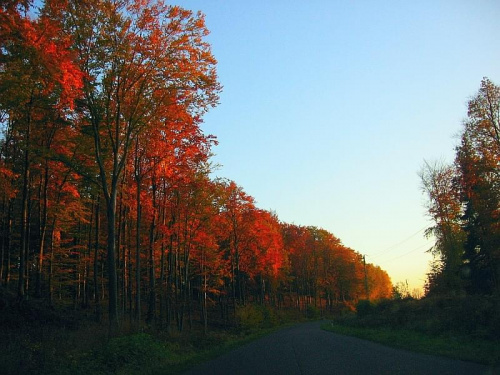 Barwy jesieni #jesień #drzewa #krajobrazy #przyroda
