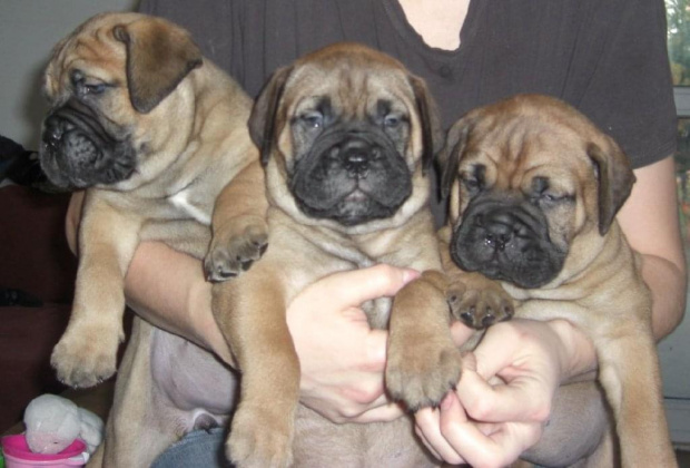 Full House BULLMASTIFF - 3 FEMALE