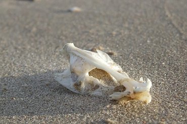 Listopadowa plaża #plaża #przyroda #Franciszek #Rochowczyk #krajobrazy #jesień #jantar