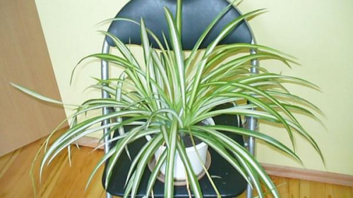 Chlorophytum comosum 'Variegatum' / Zielistka Stenberga