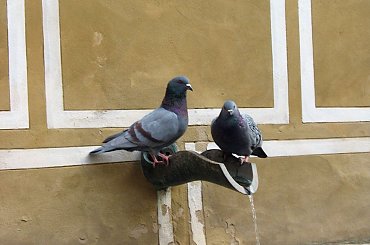 praskie gołębie #Praga #zwiedzanie #Hradczany #ZłotaUliczka