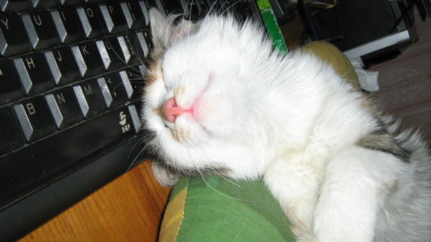 praca przy komputerze jest wyczerpująca #kotki