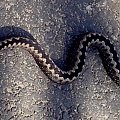 Żmija zygzakowata #zwierzęta #węże #żmije #zygzaki #płazy