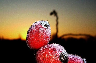 kiedy ranne wstają zorze... #wschód #DzikaRóża